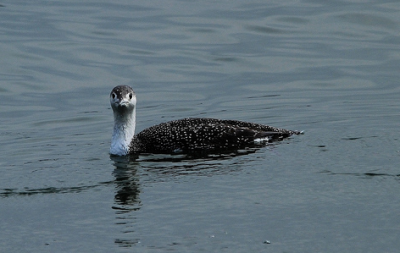 Краснозобая гагара и Полярная гагара / Птицы Южных Курил